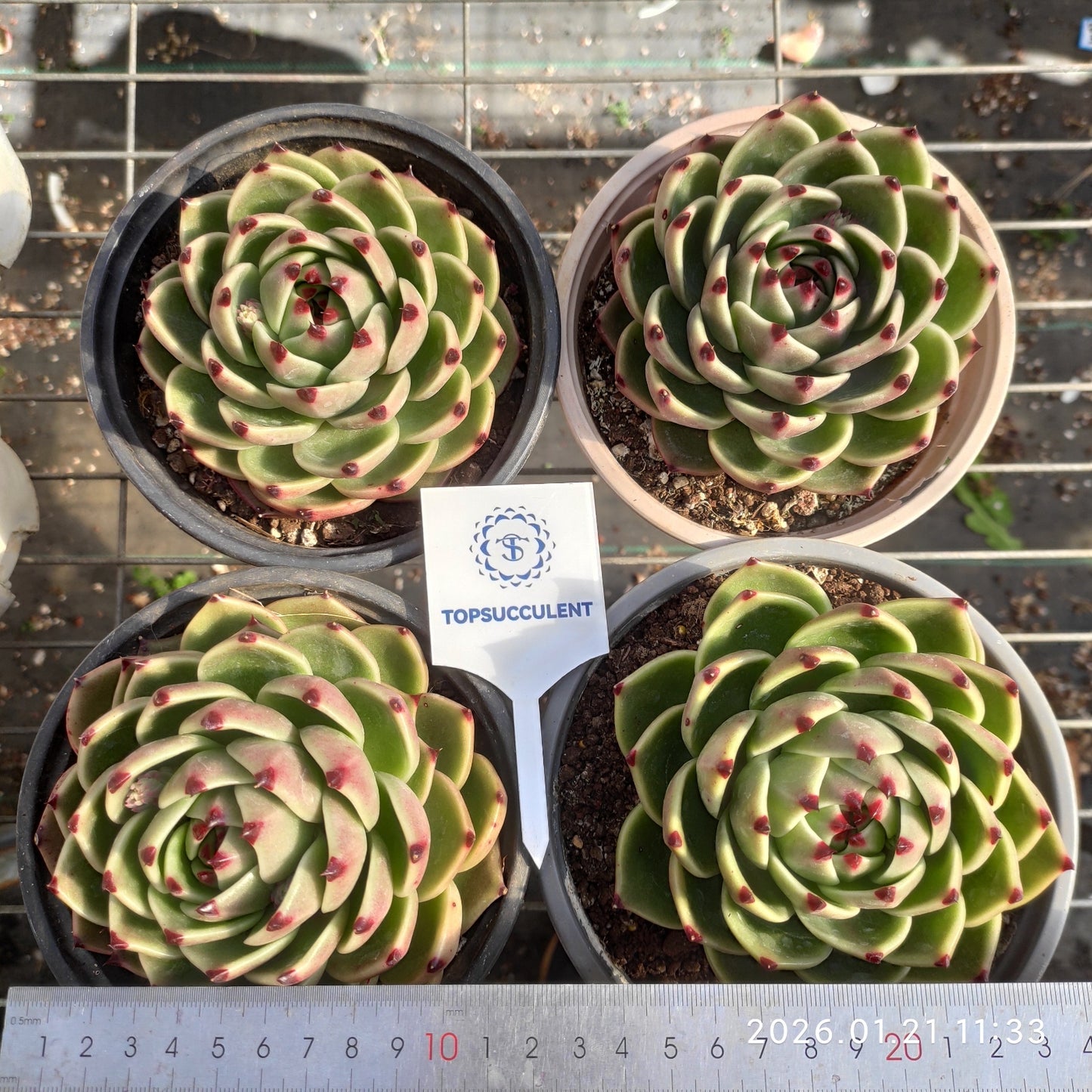 18610 ブルードラゴン