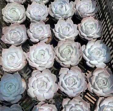 BL1052 スノー ビューティー (11cm pot)