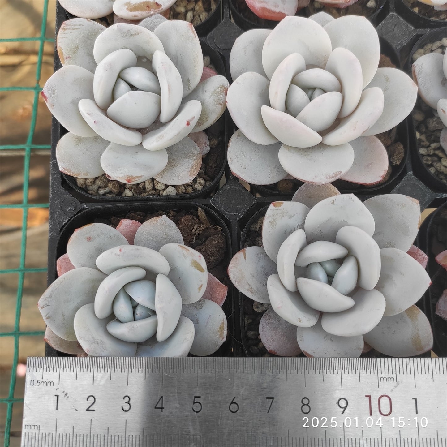 MMY651 ラウイ (6.3cm pot)