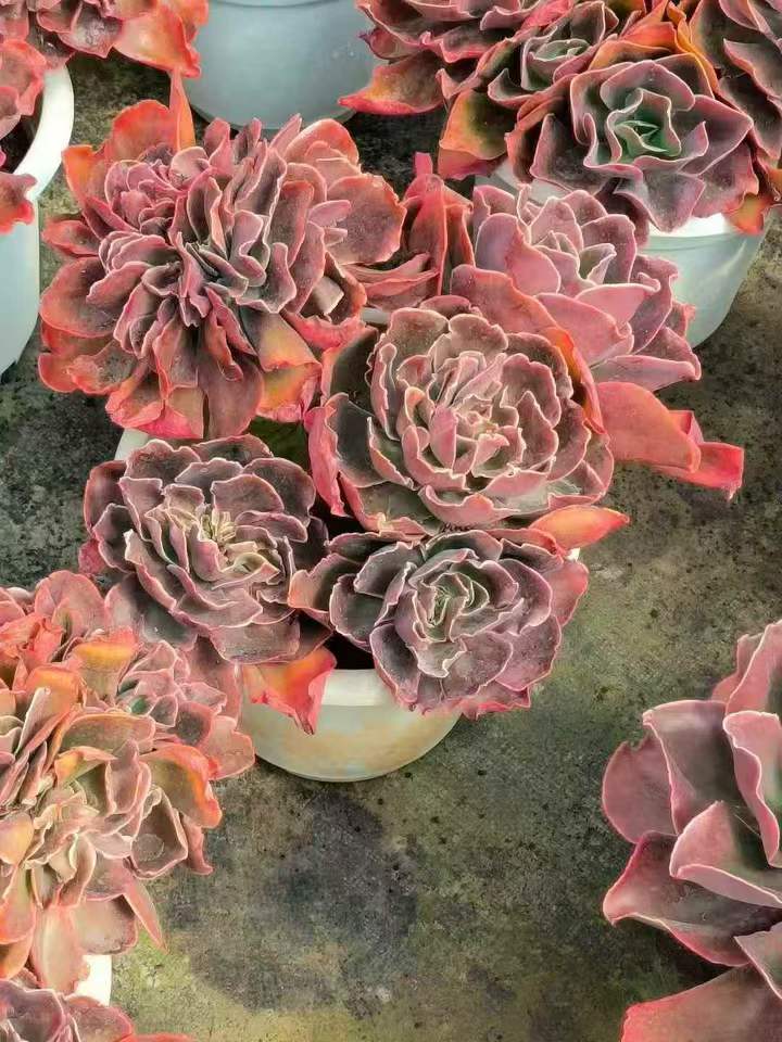 263451 レッドグラス