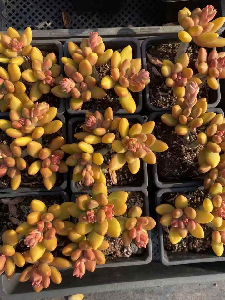 262601 マンゴーミルク