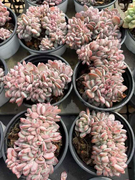 263931 カーニーリャン クリスターター