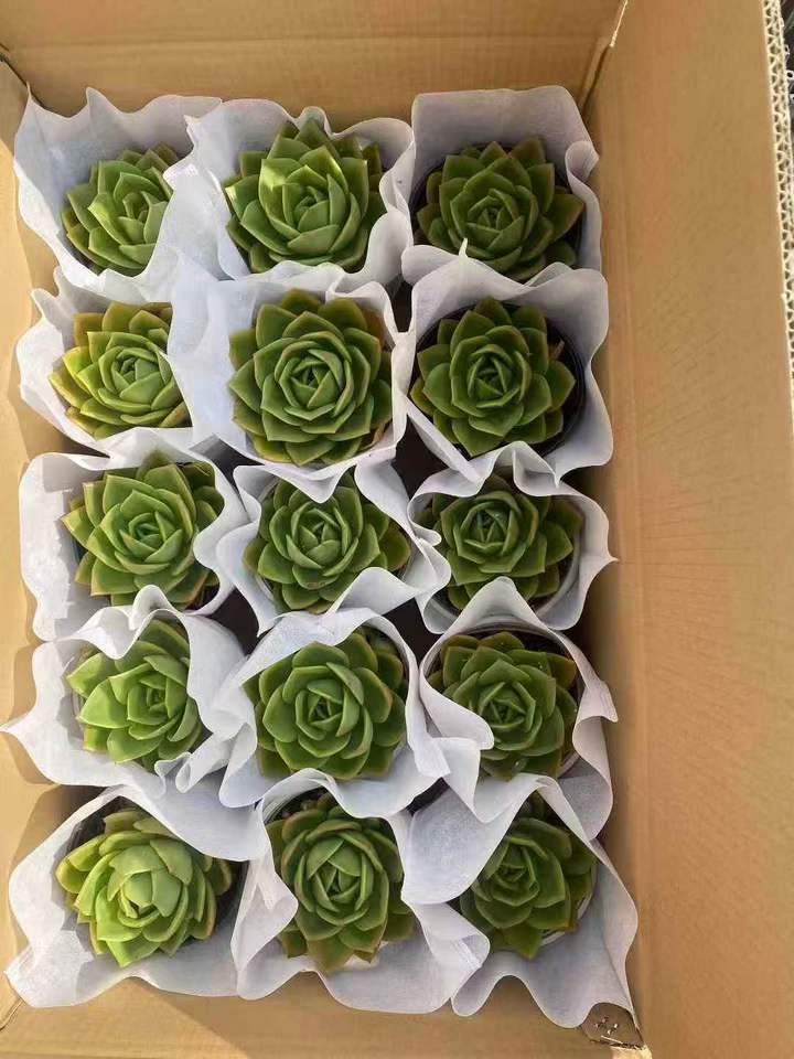 263421 グリーンフラワー