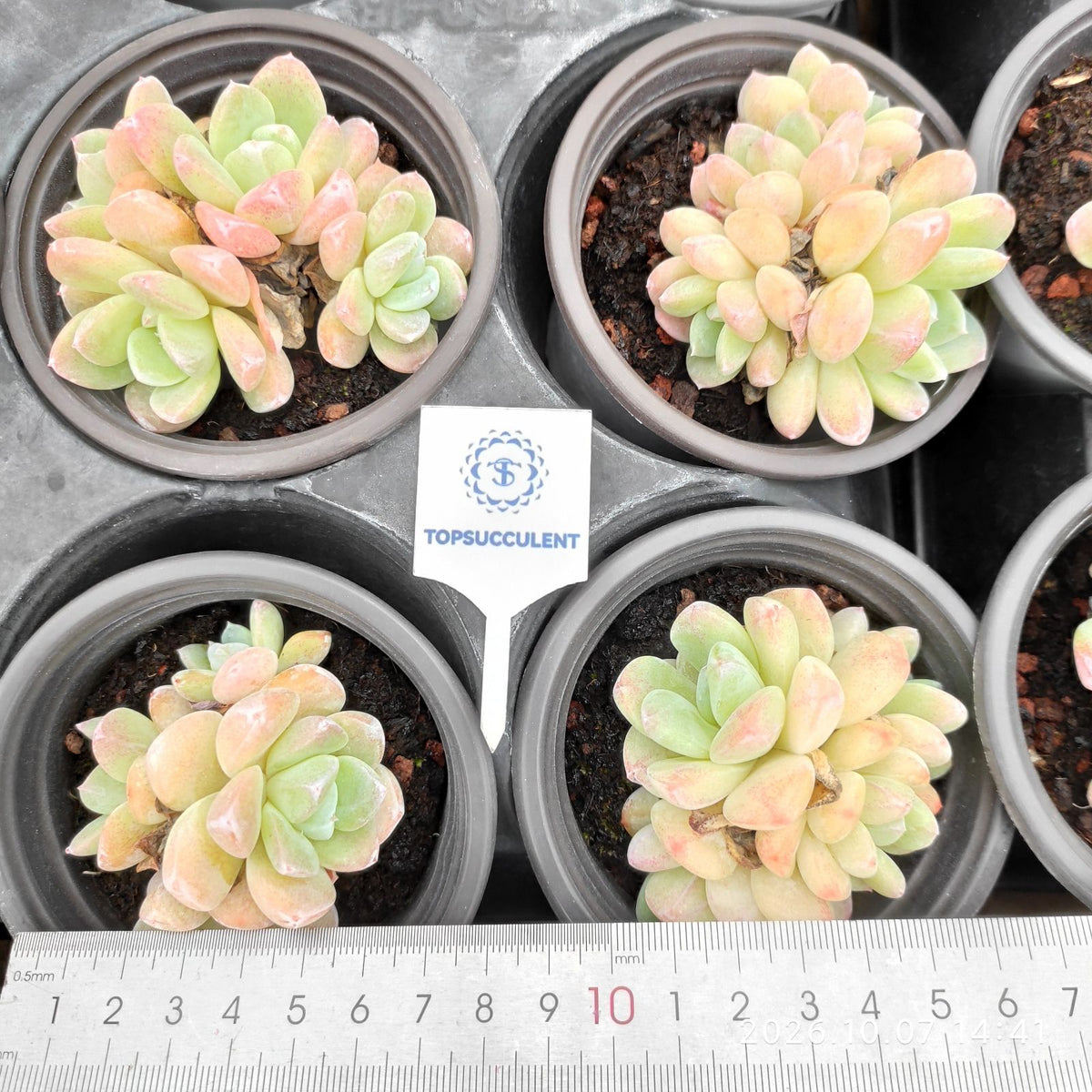 365598 アイス グリーン