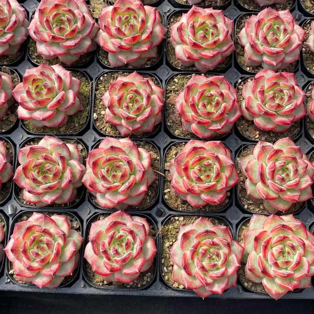 26301 レッドムーンジェム