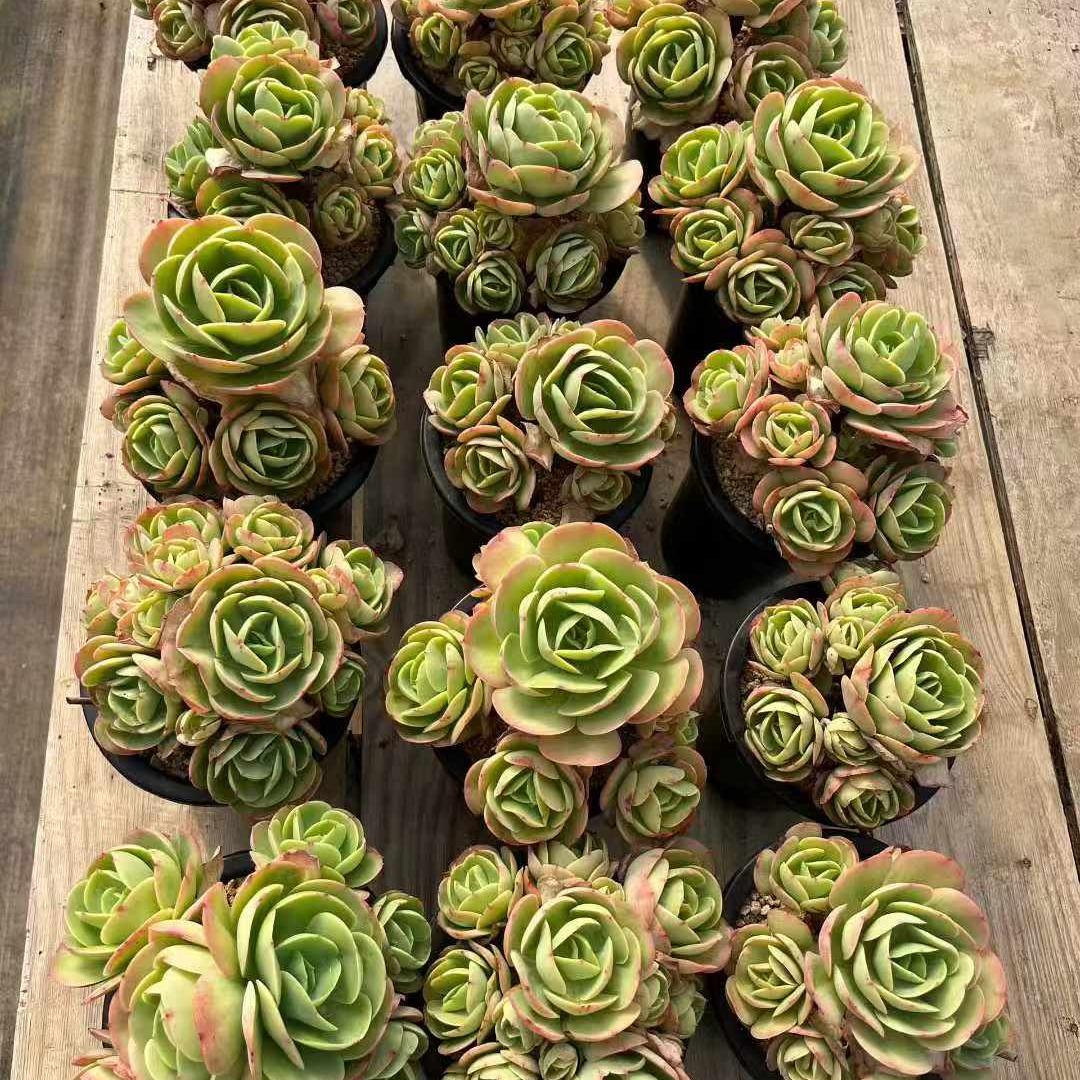 360036 ピーチプライド