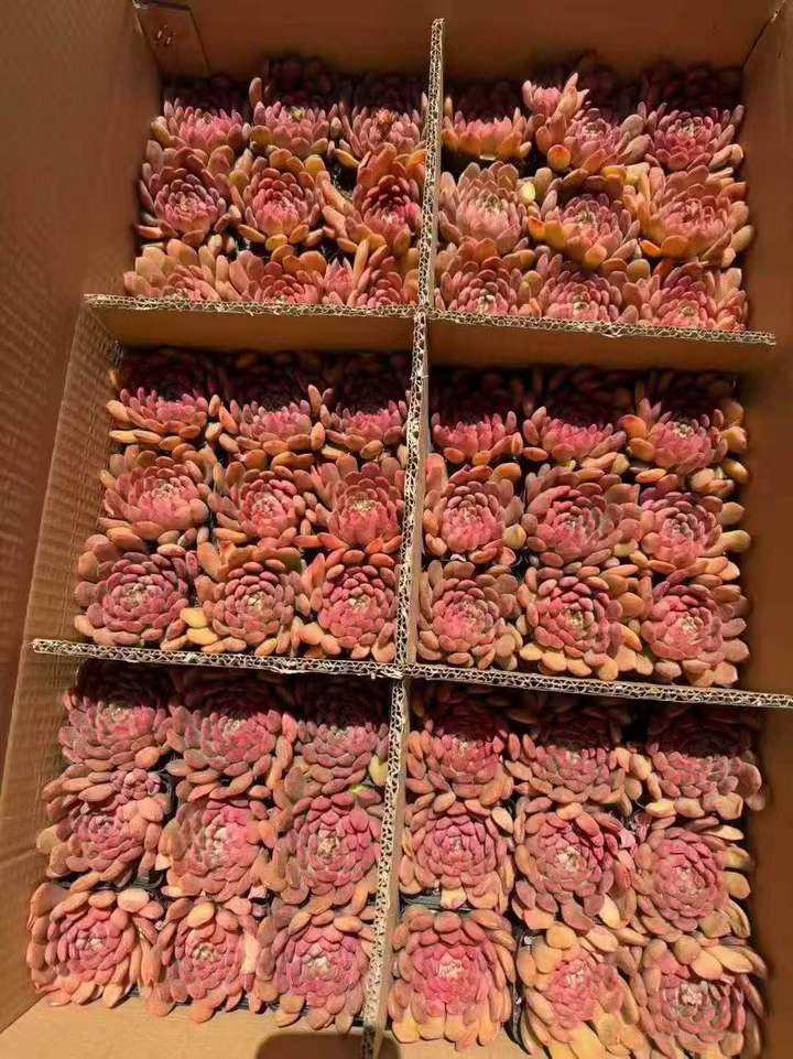 262571 ピンクルビー