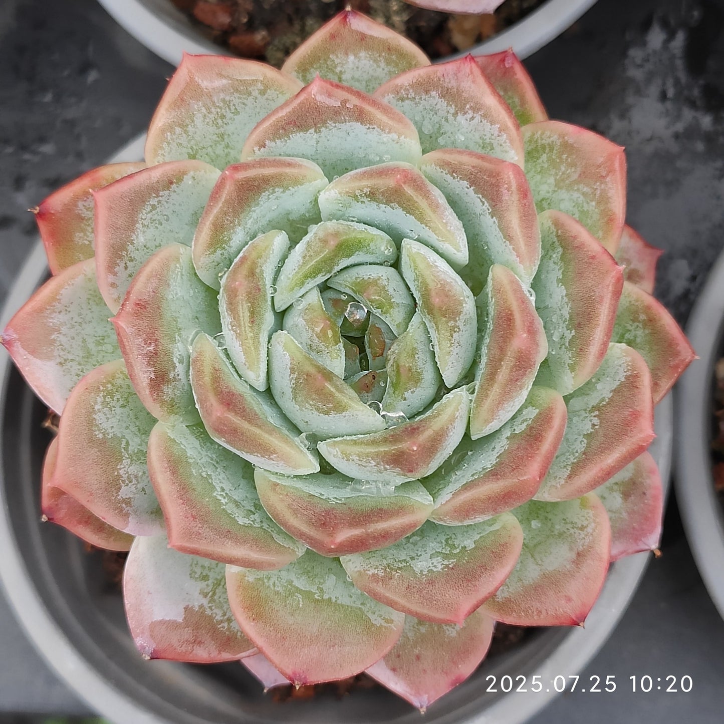 NGN619 アイス スピリット(9cm pot)