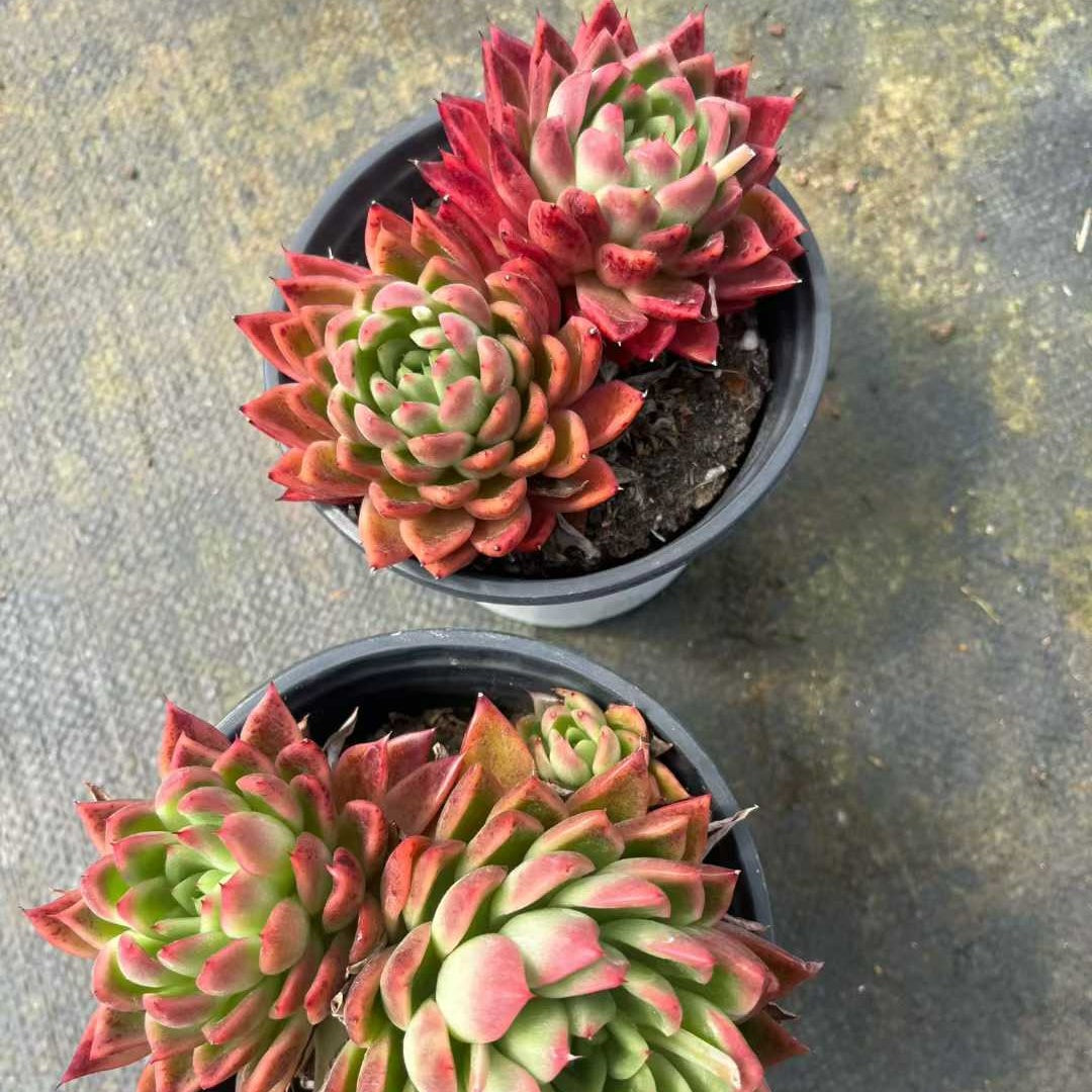 26178 レッド アガボイデスHyb