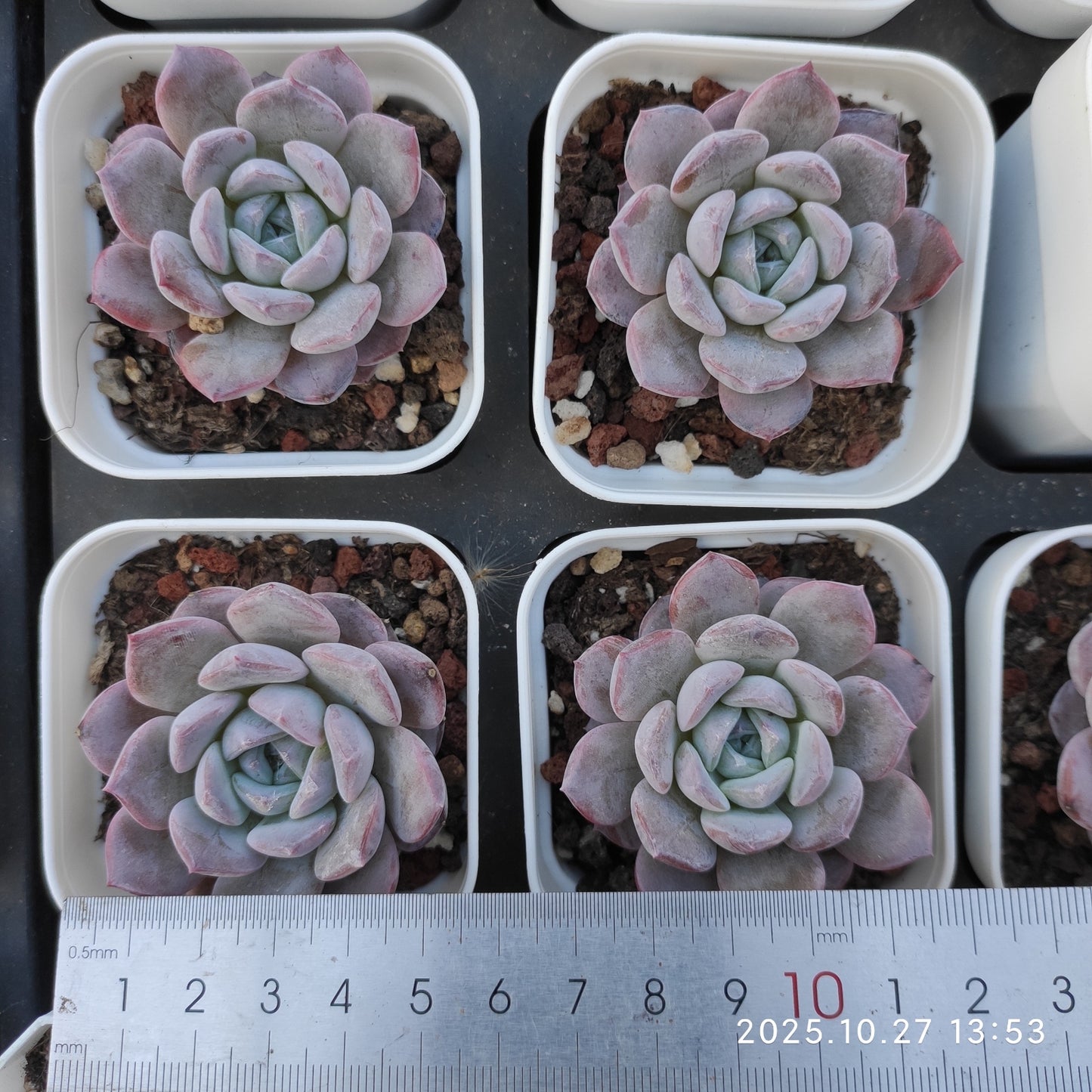 21811 スター モンローHyb(7cm pot)