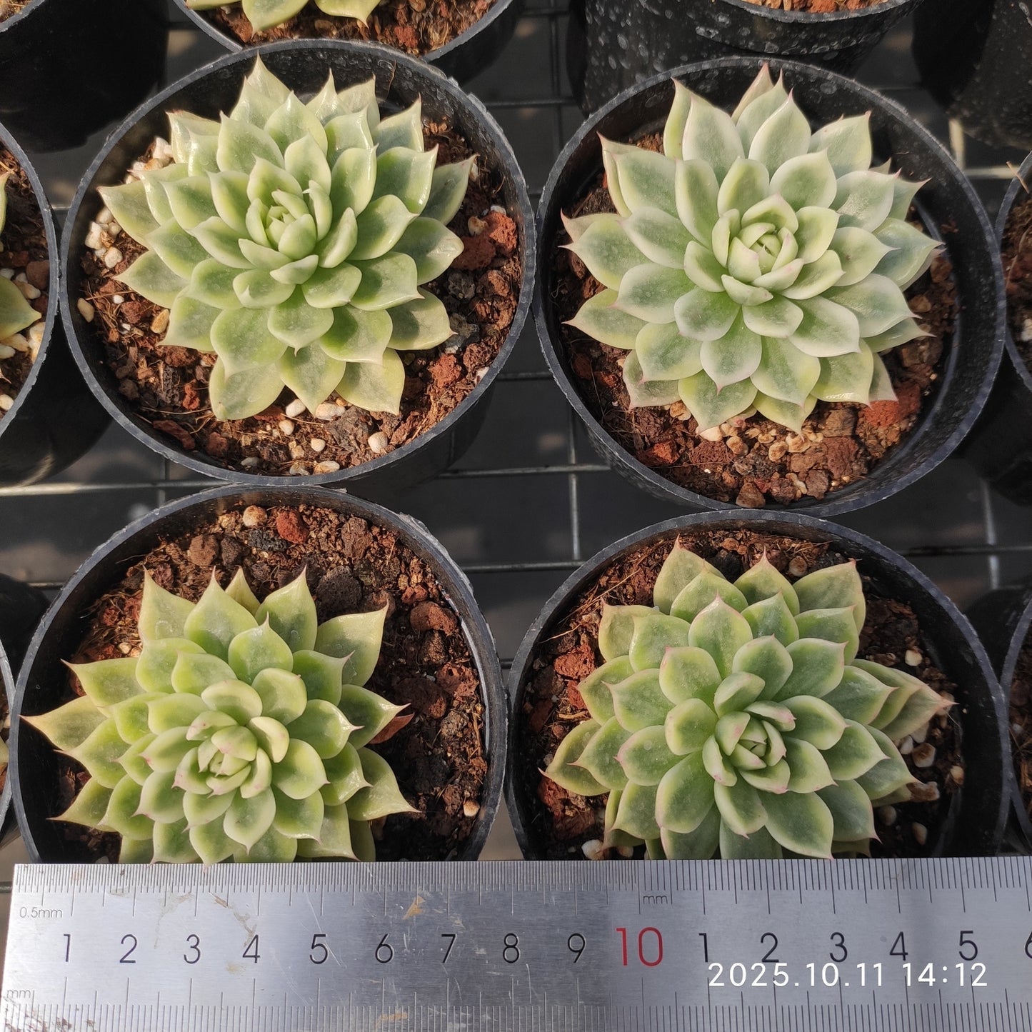 TPKM050 バタフライ錦(8cm pot)