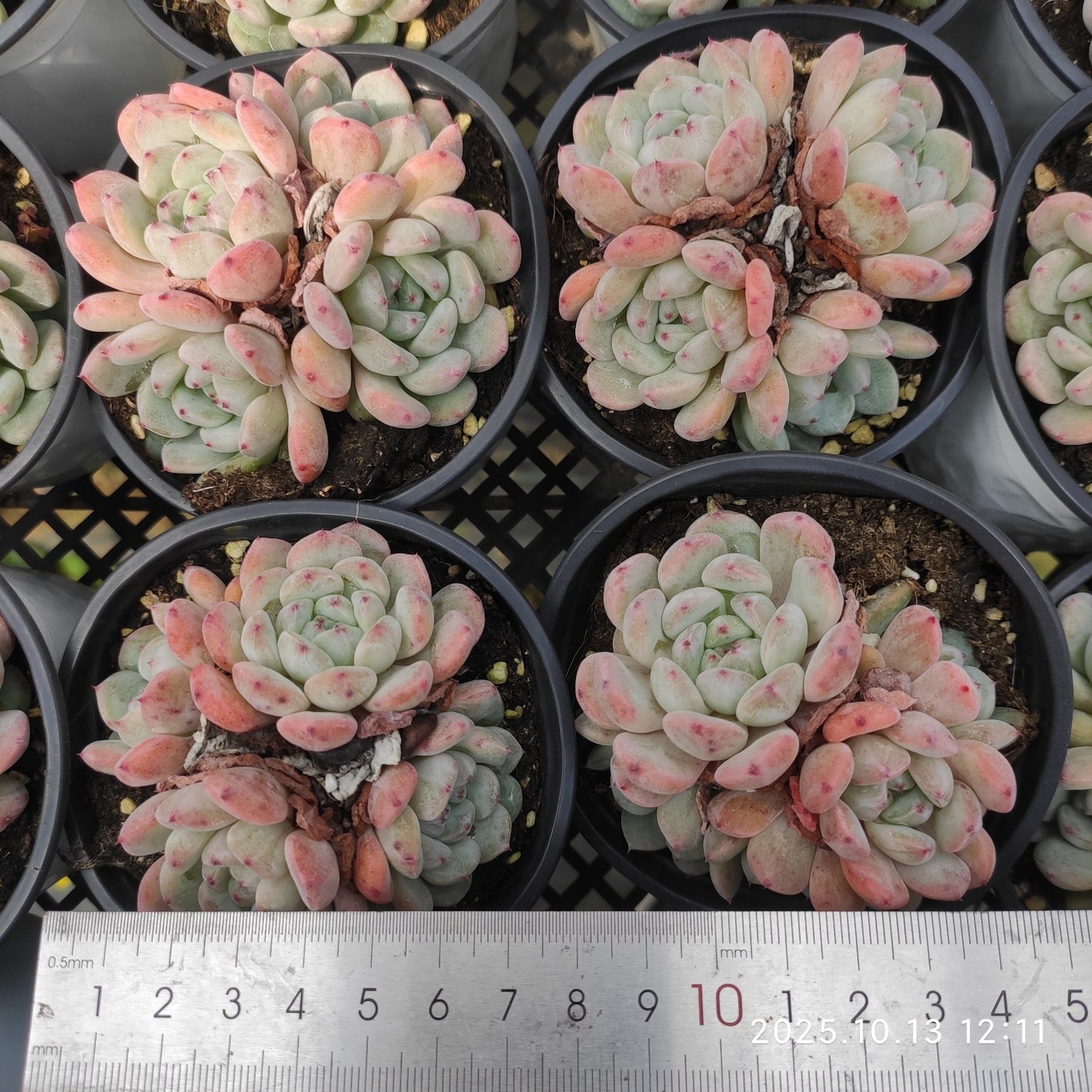 6883 ビヨンテ(9cm pot)