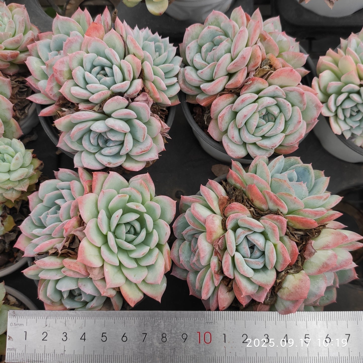 NGN800 ピンクエレガンス(9cm pot)