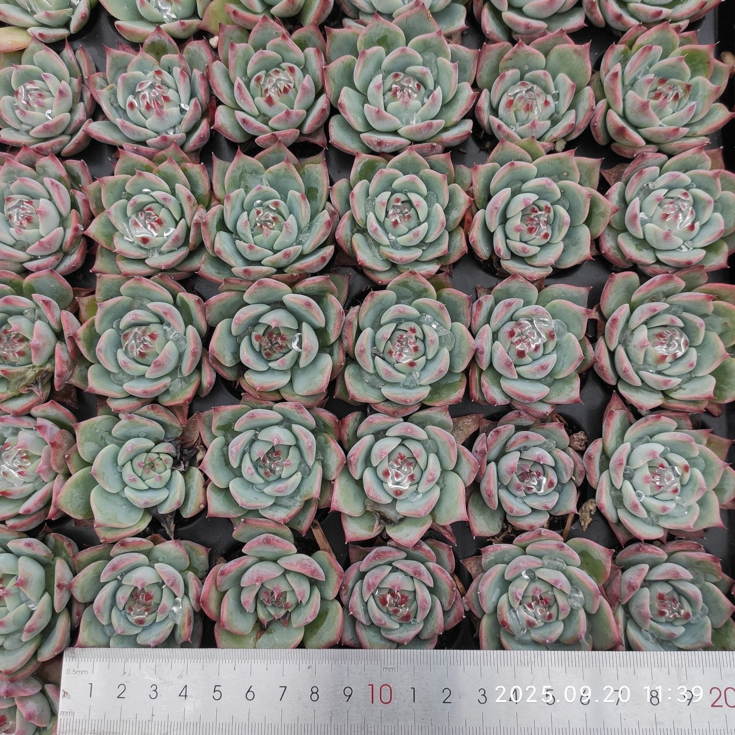 DQ170 チワワエンシス(3cm pot)