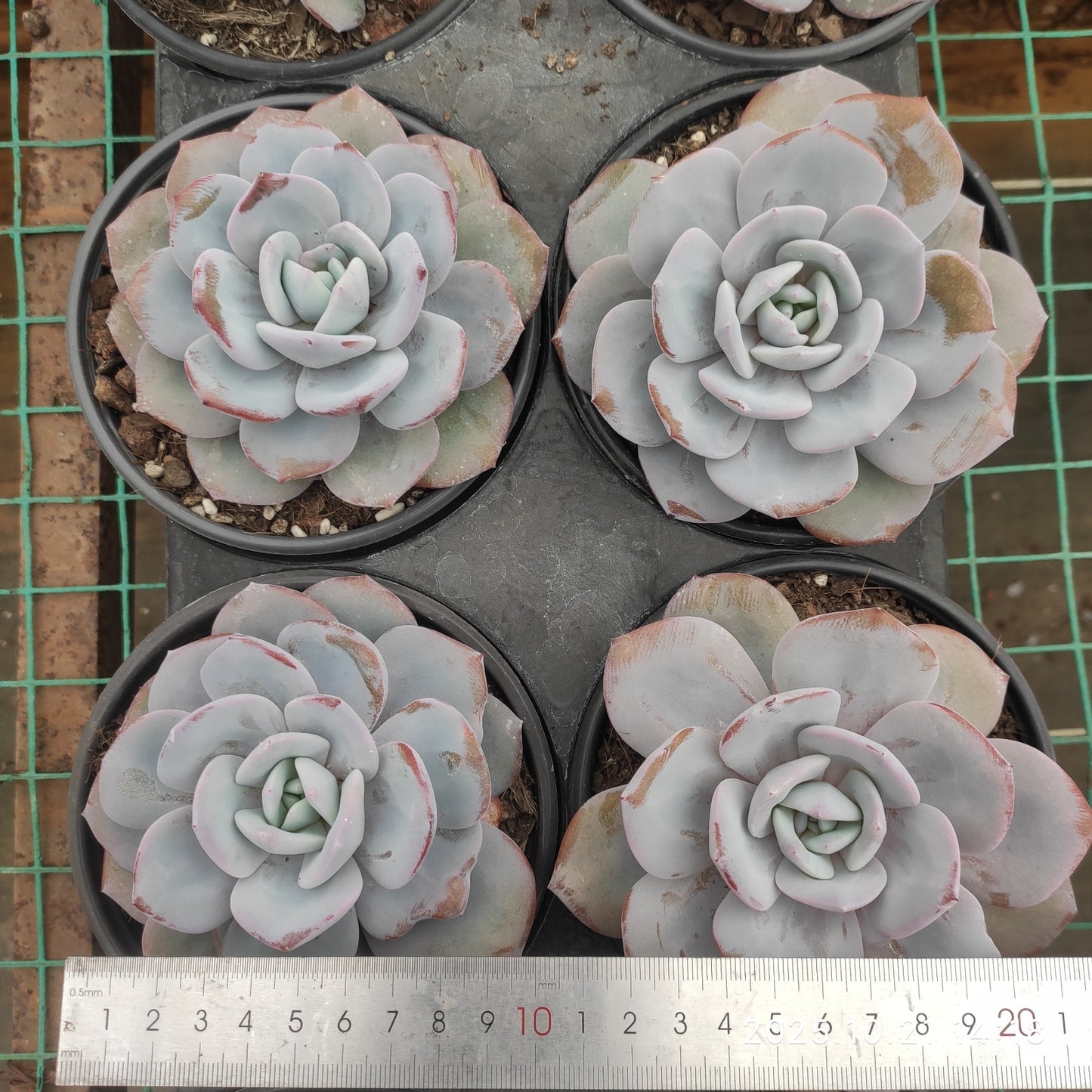 MMY1353 ミルクティー(12.5cm pot)