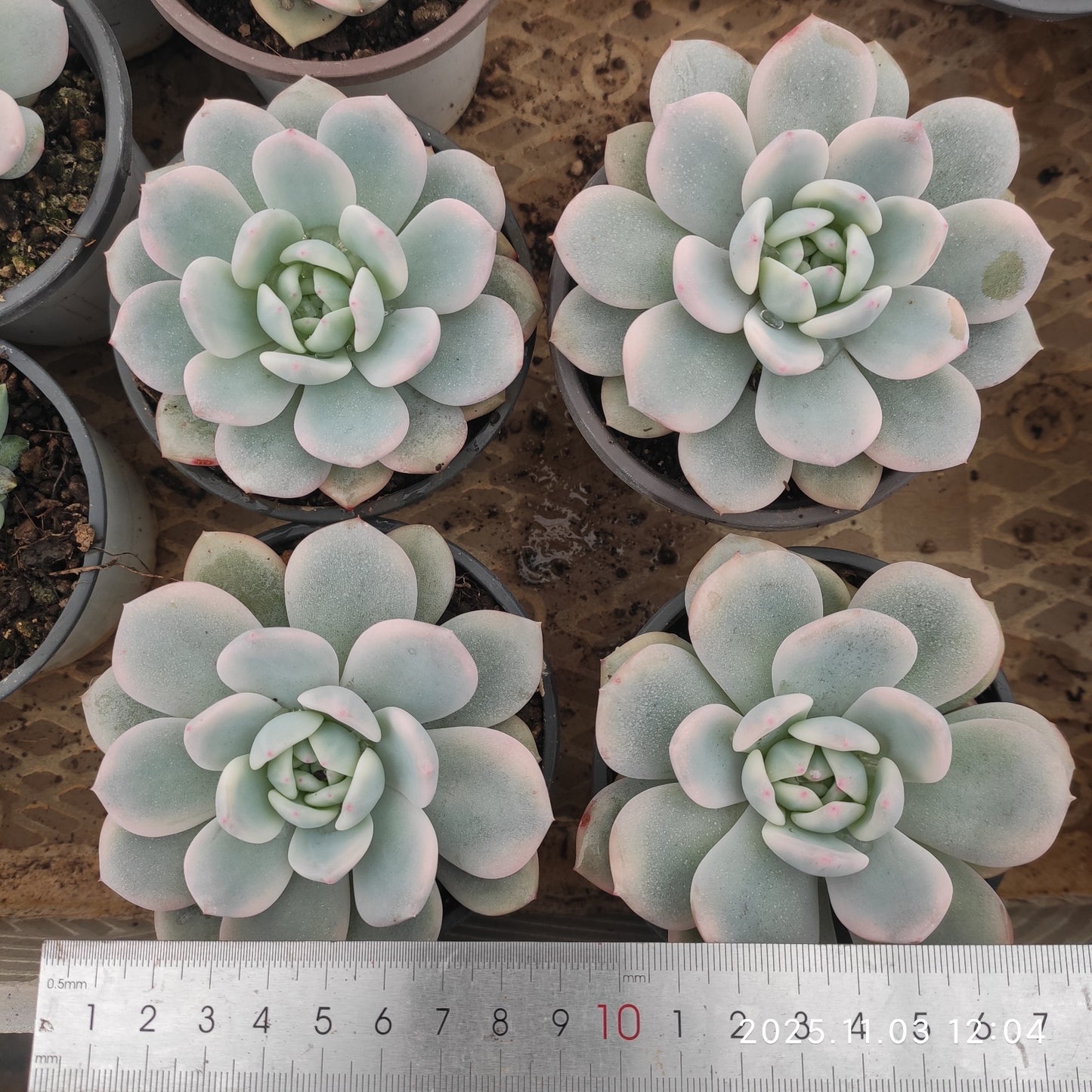 22338 オレンジモンロー錦(9cm pot)