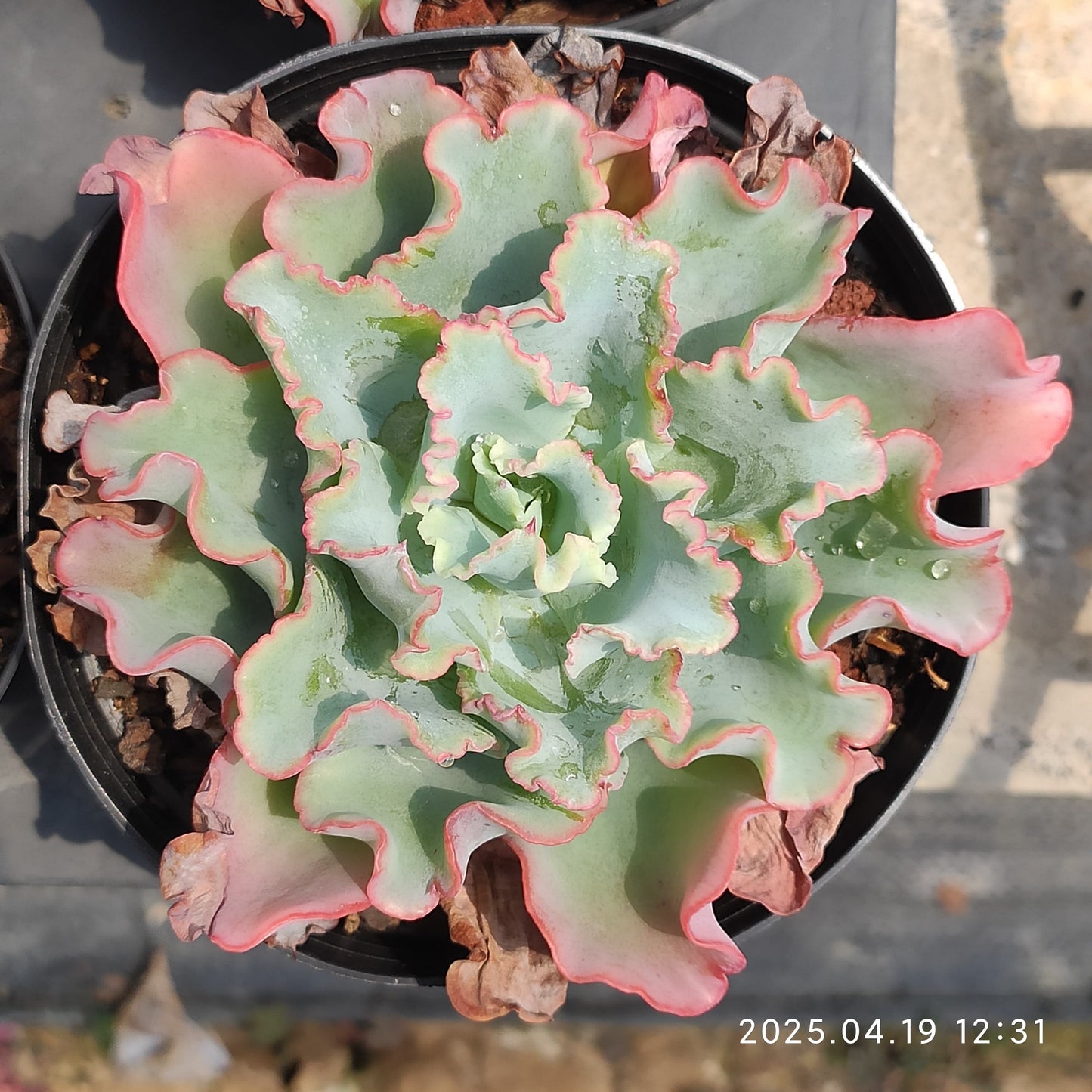 ZZA137 アクエリアス(12cm pot)