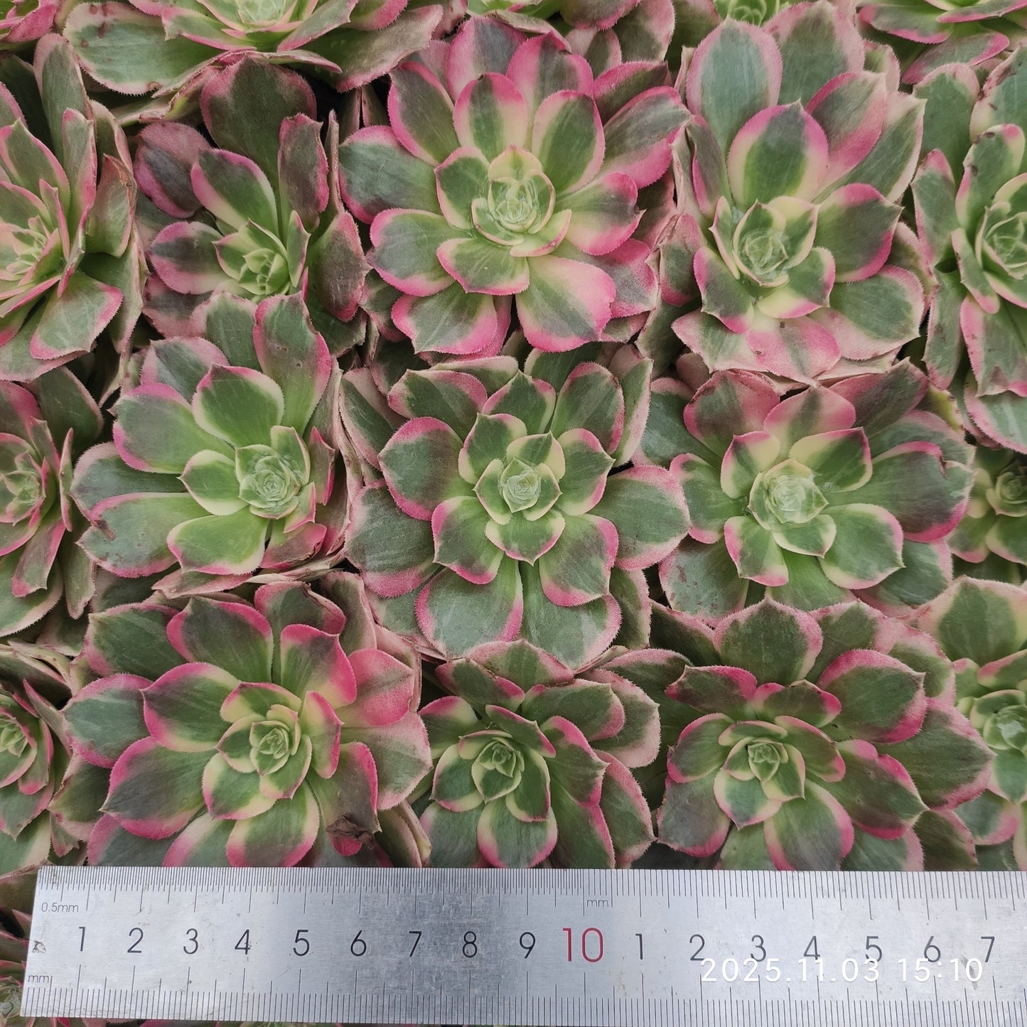 22306 ピンク ジェード モンロー(6cm pot)