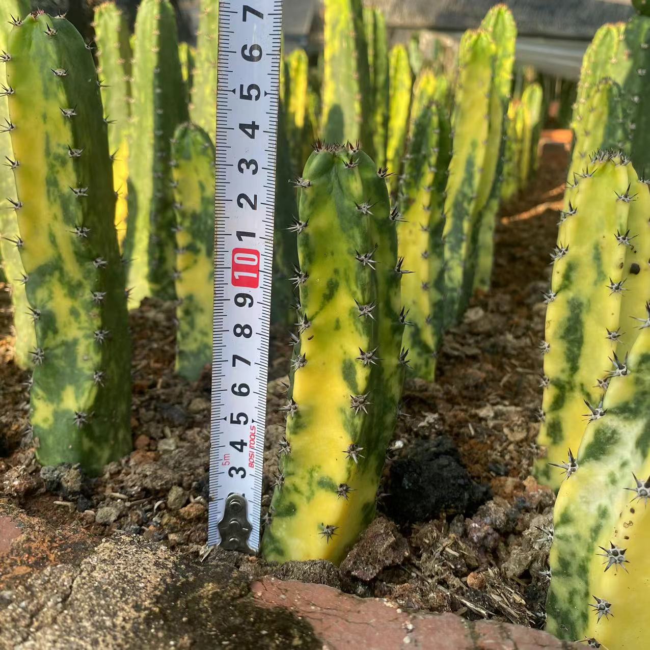 ZL611 袖ヶ浦錦(9cm pot)