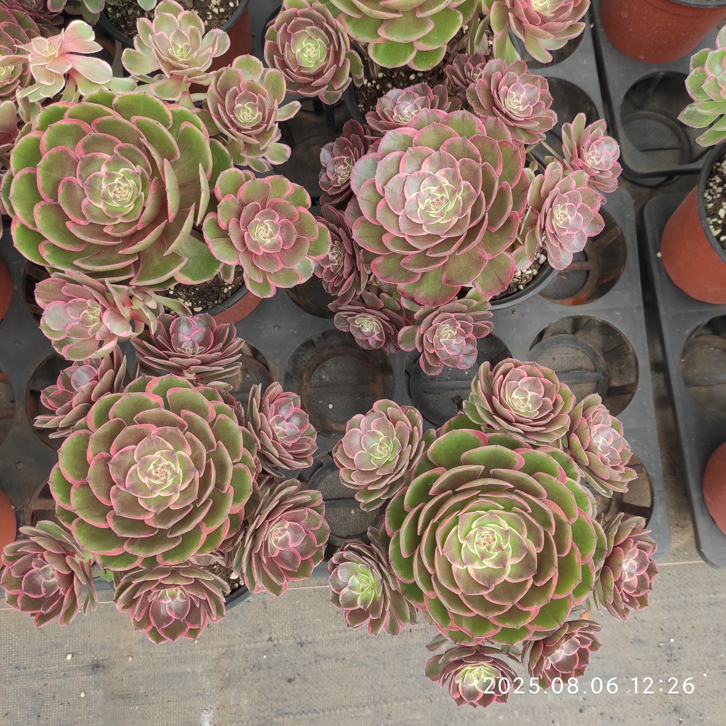 THH052 バンクェット(15cm pot)