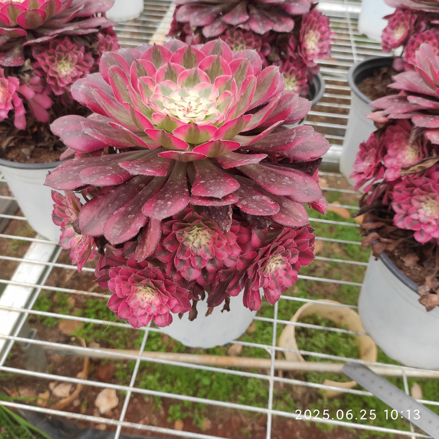 YS250 アエオニウム ガーネット(17cm pot )