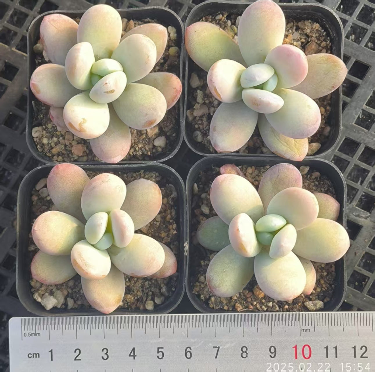 HH161 ウォーリーケートカバナ(6.5cm pot)