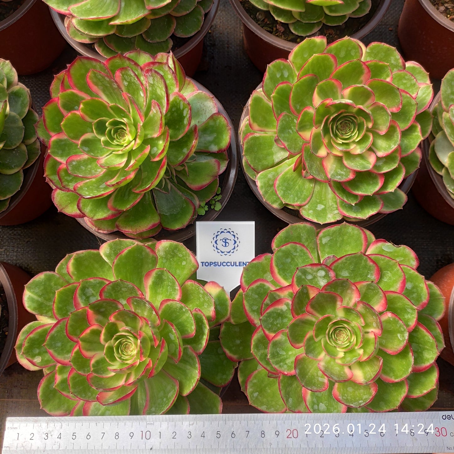 23319 バンクェット