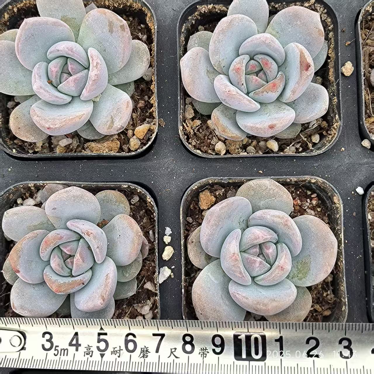 KD012 モンロー(6.5cm pot)