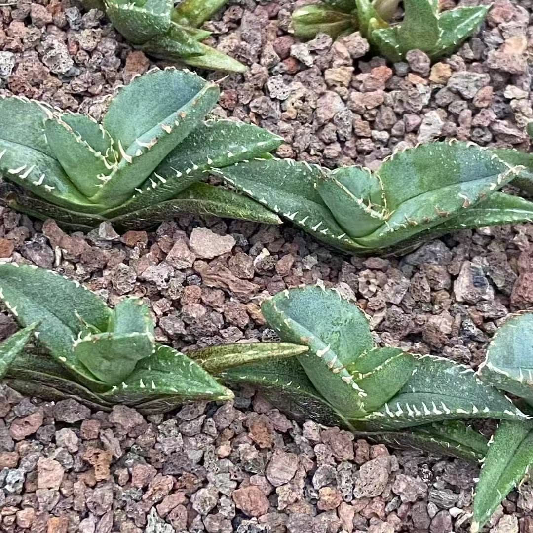 MH306 アガベ 十二獣(じゅうにかん)(5cm pot)