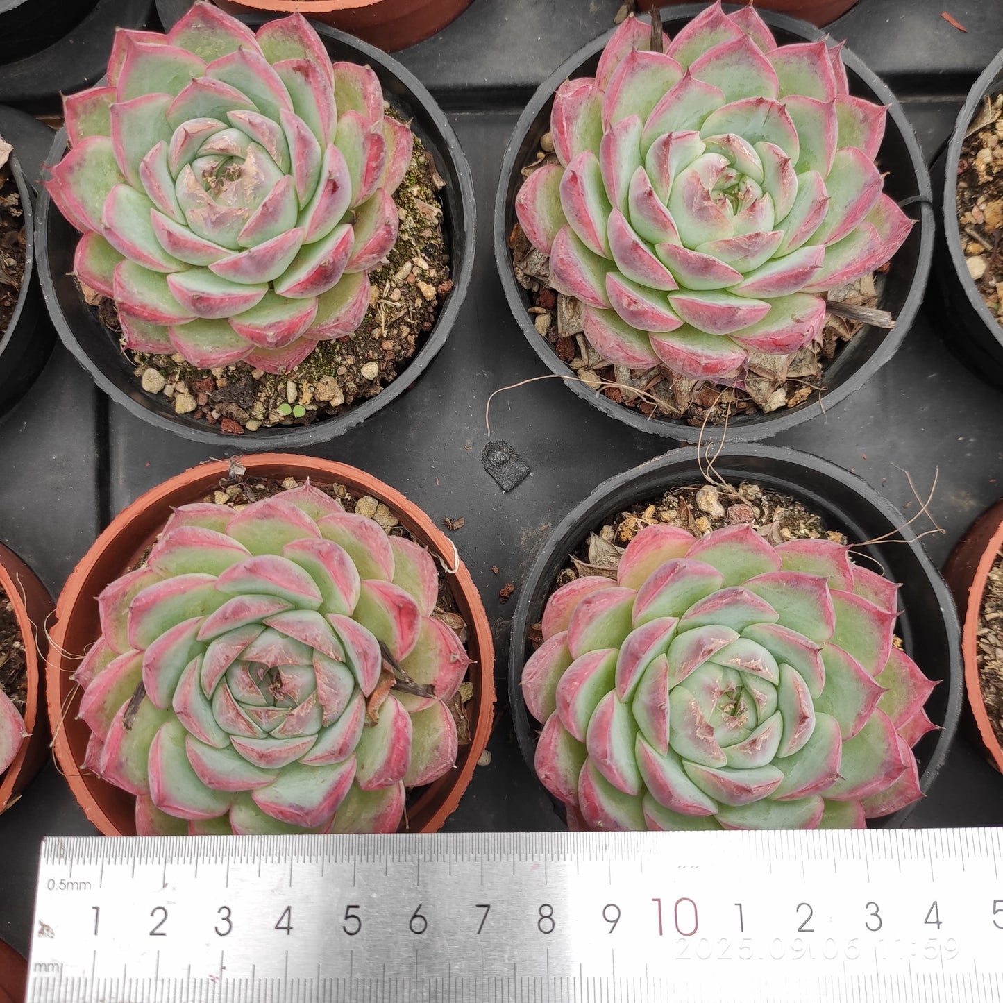 RC043 ピンククリスタルローズ(9cm pot)