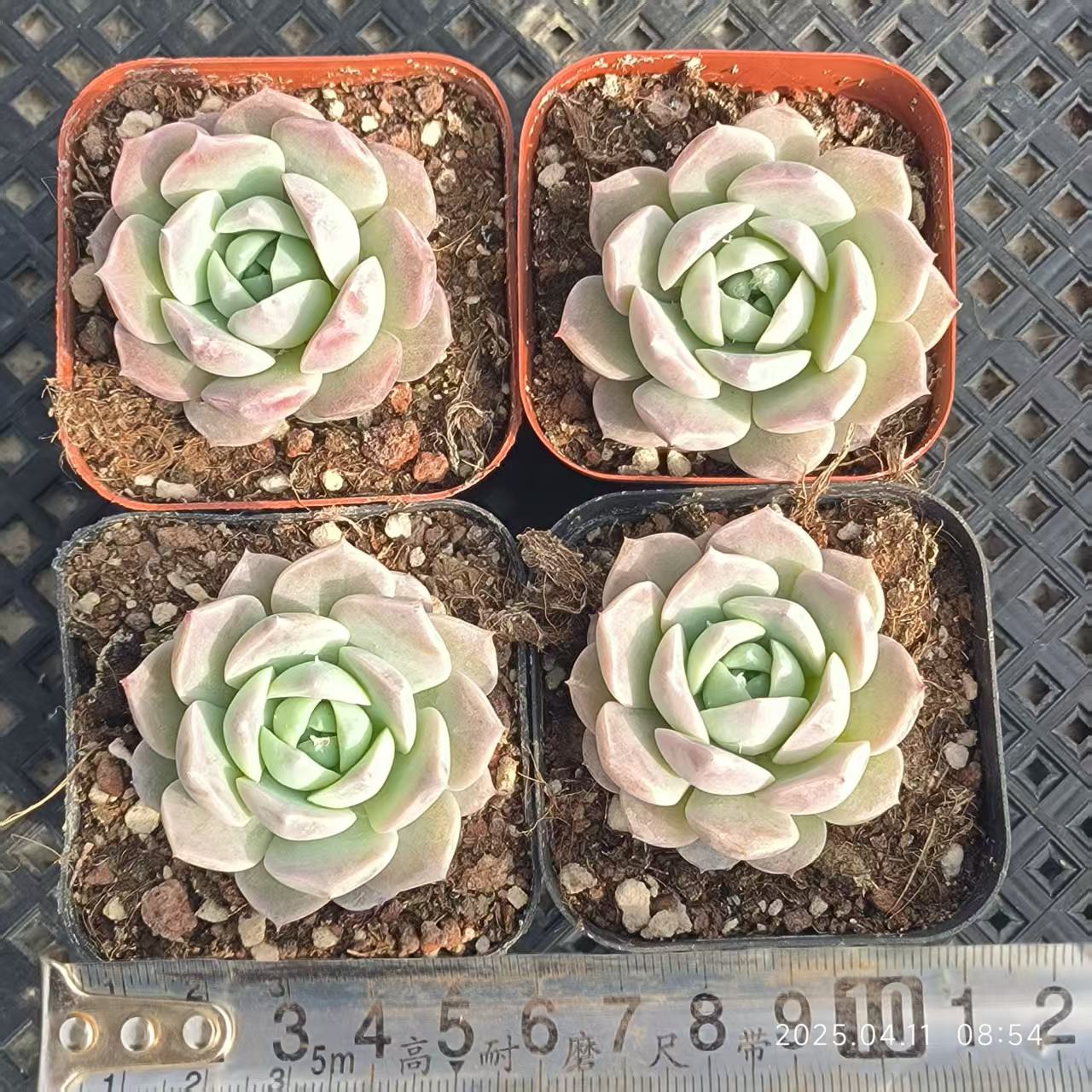 RDD137 アメイジンググレイス (6.5cm pot)