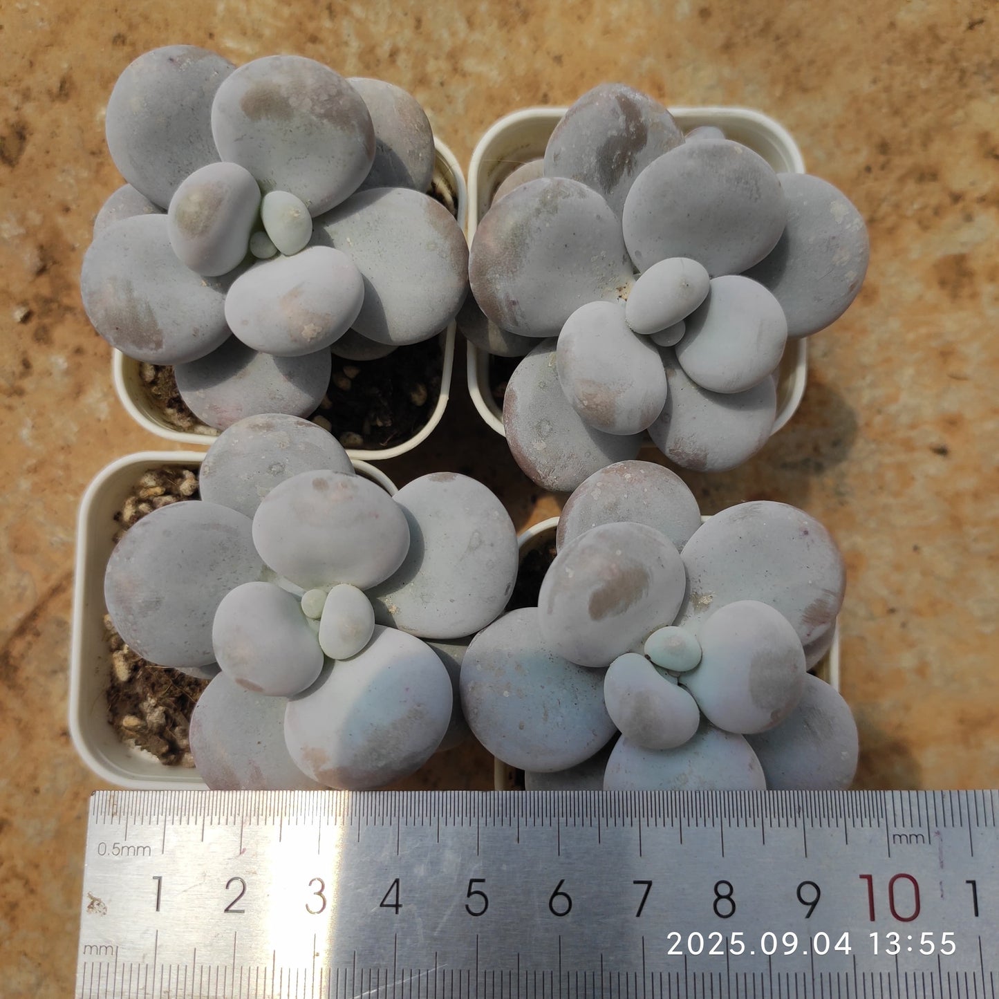 MMY600 オビフェルム (6cm pot)