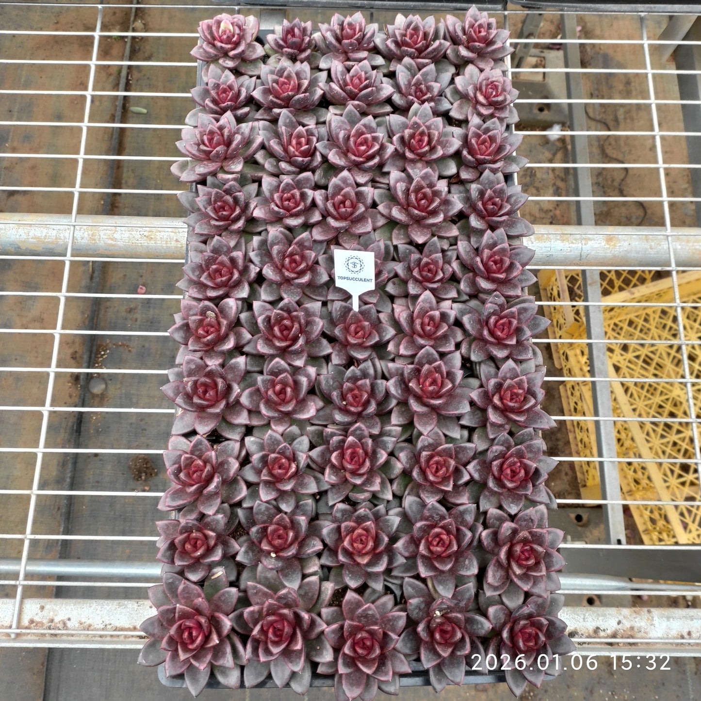 24405 ジョイフル ローズ