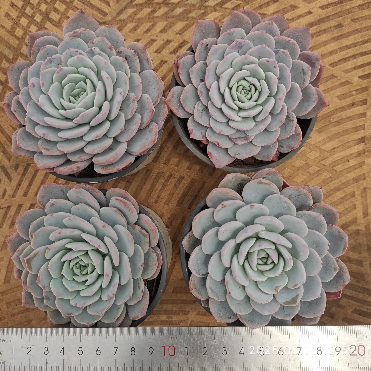 ZX204 ビゴニア(9cm pot)