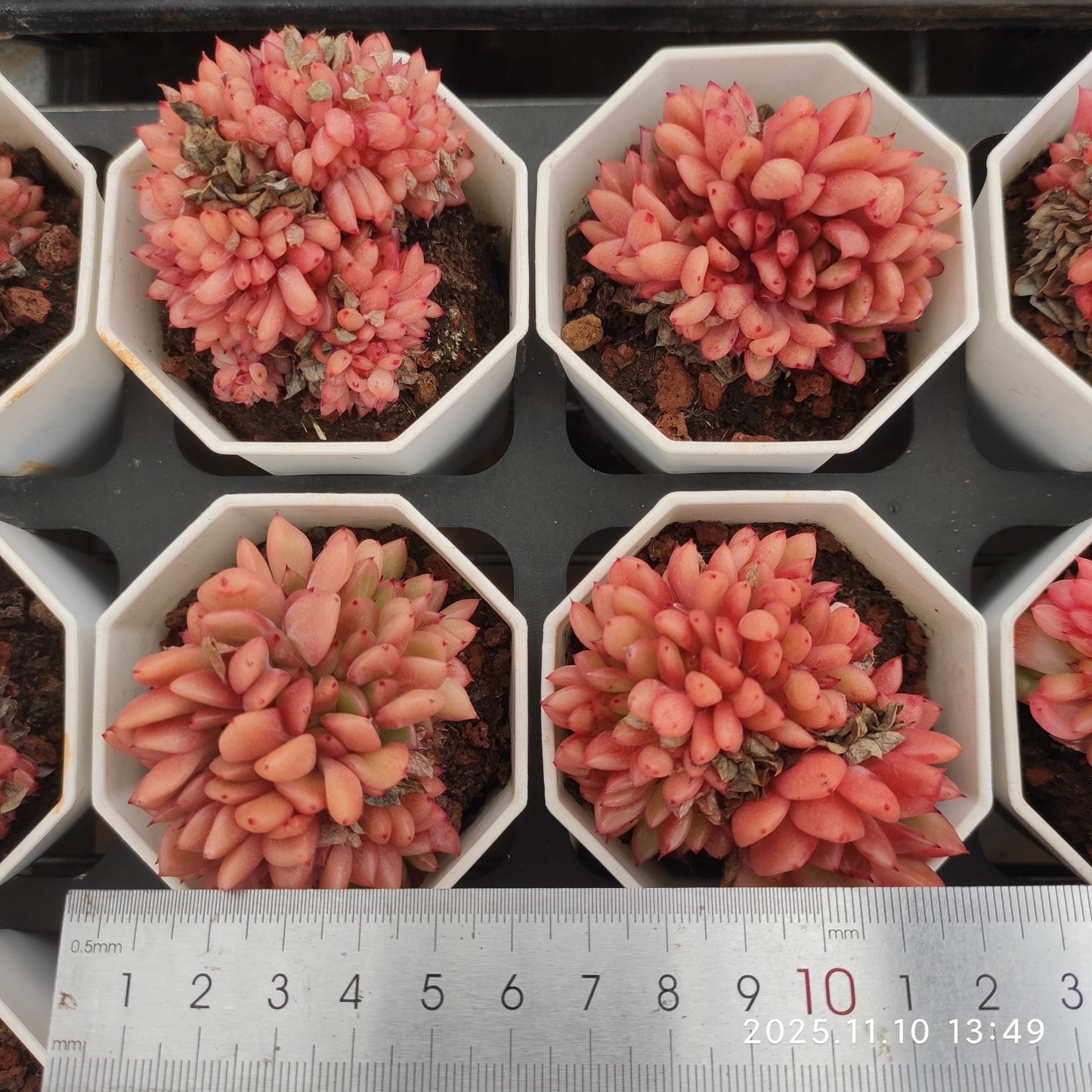 22588 レッドキング綴化(6.5cm pot)