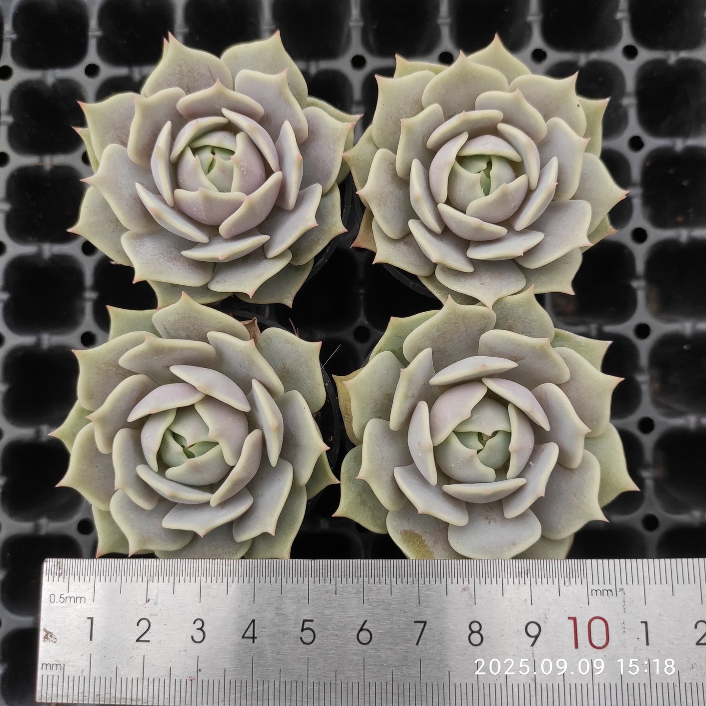 MMT417 ローラ(5.5cm pot)