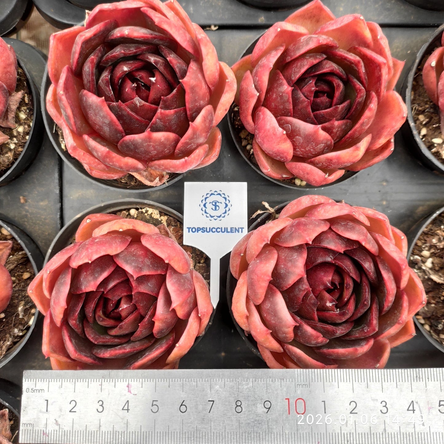 18899 トラフィックライト