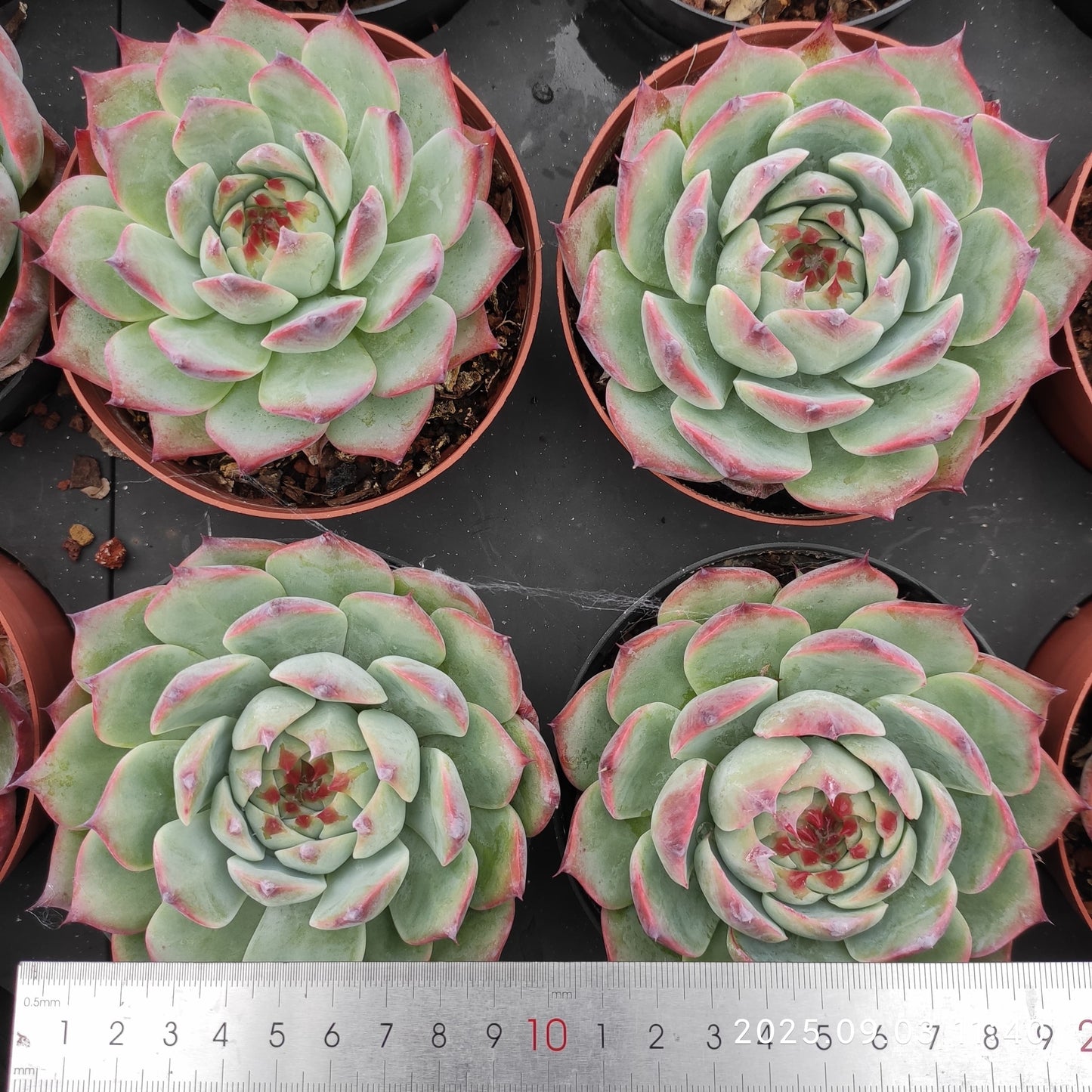 ZZA358 チワワエンシス(11cm pot)