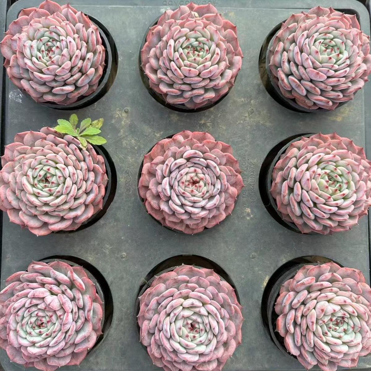 22623 ムーン パリス フェアリー(10cm pot)