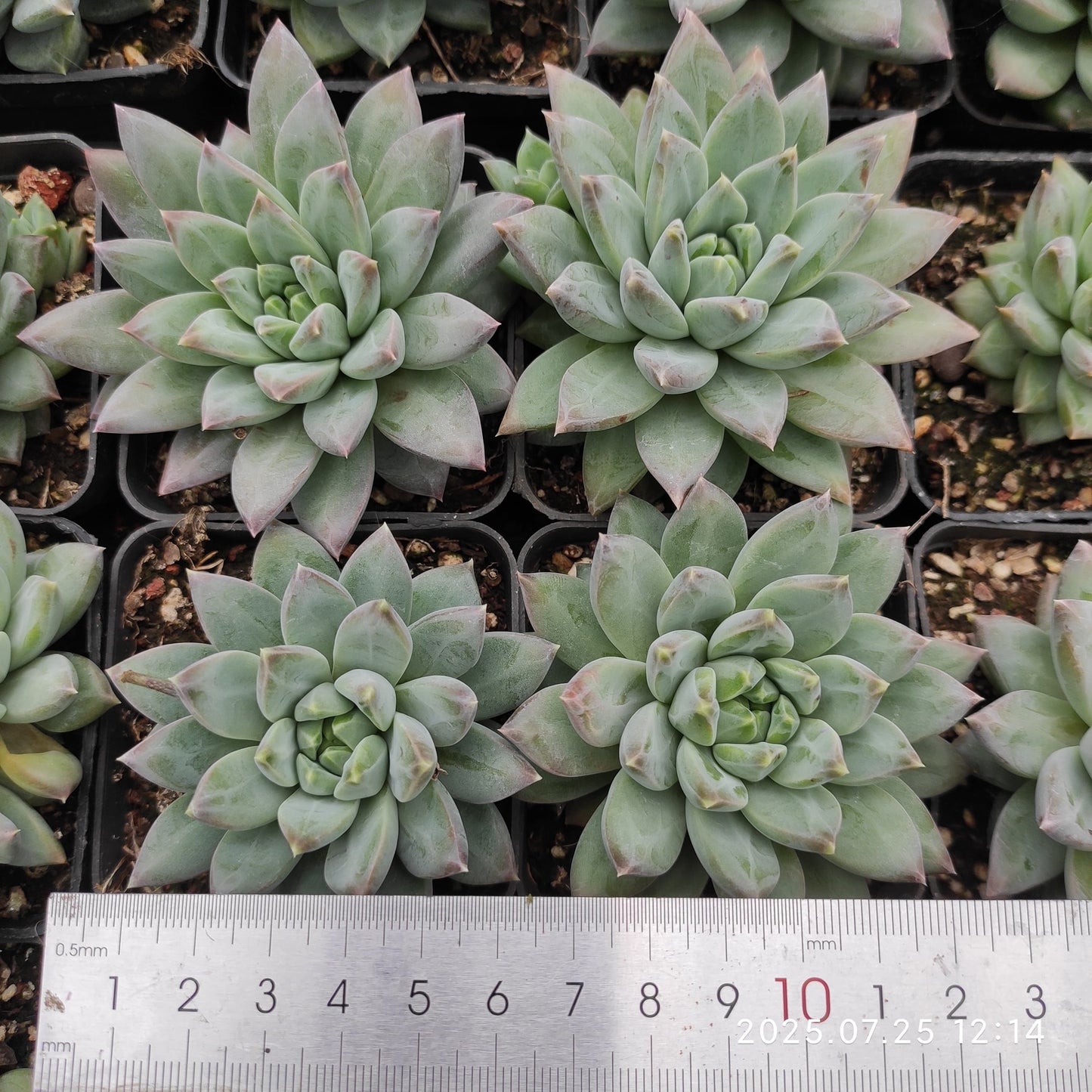 NGN601 ダークモンスター (9cm pot)
