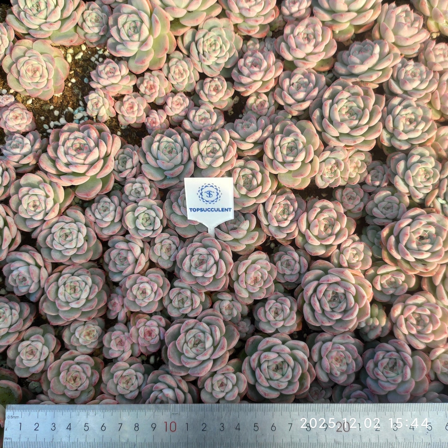 23033 シルーエットHyb(ポット苗)