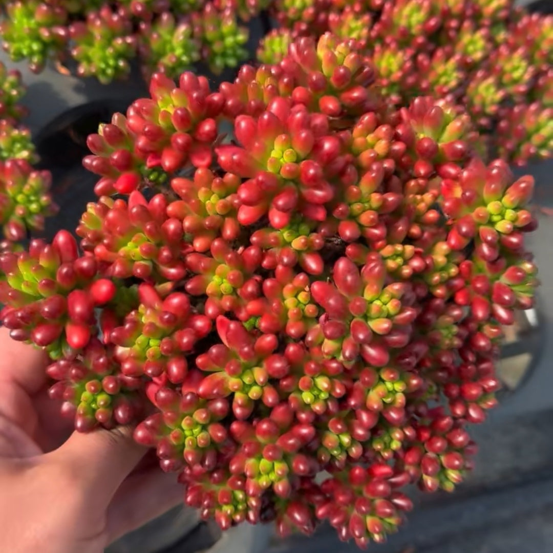 25344 クラウゼン