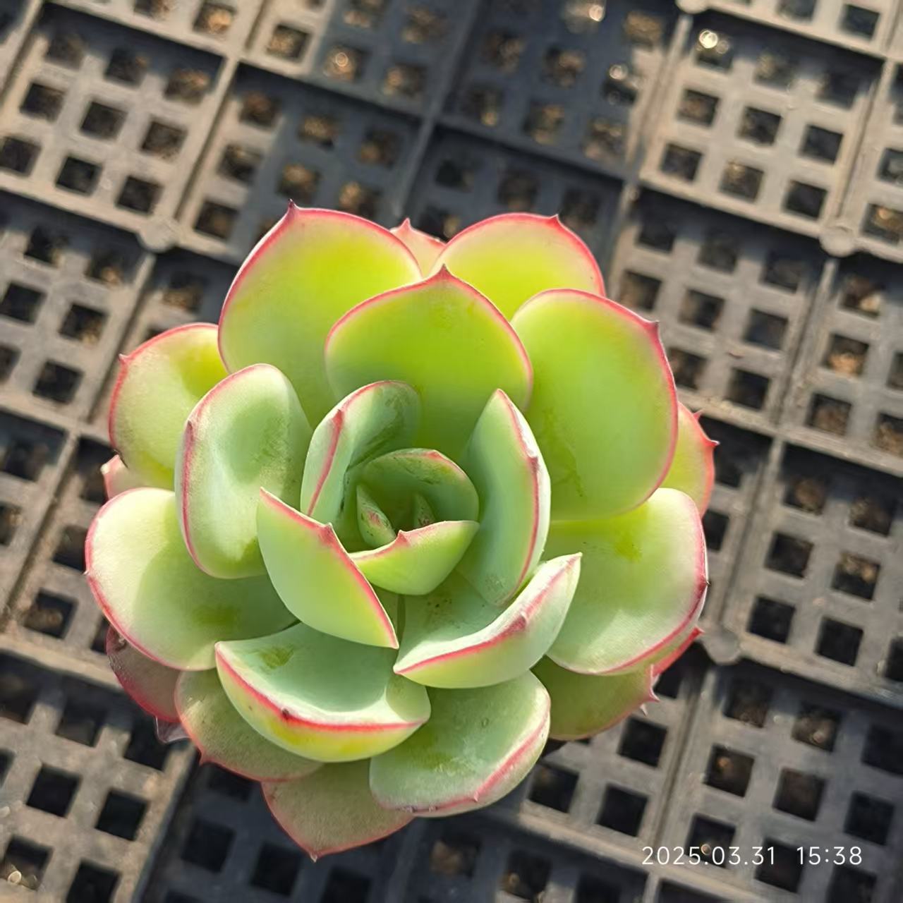 HH077 パラメラ(5cm pot)