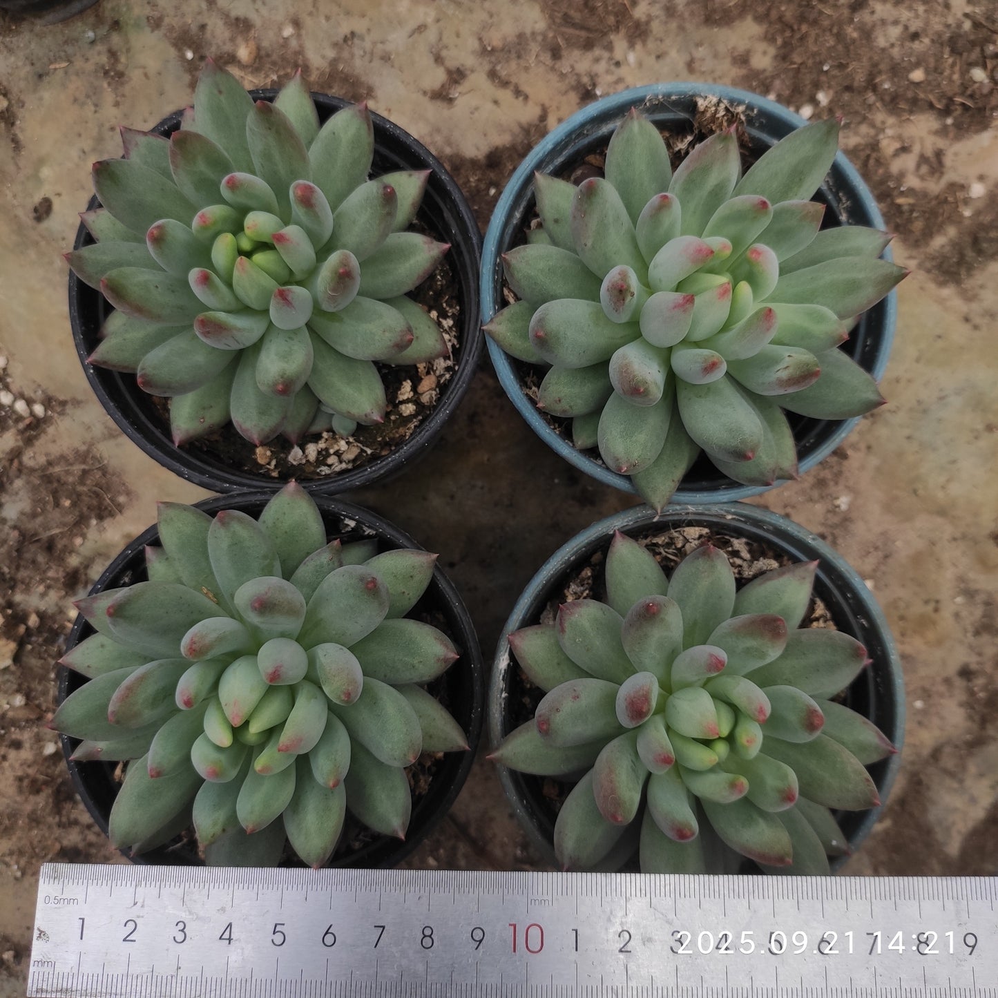 ZX266 イェオンジャー(12cm pot)
