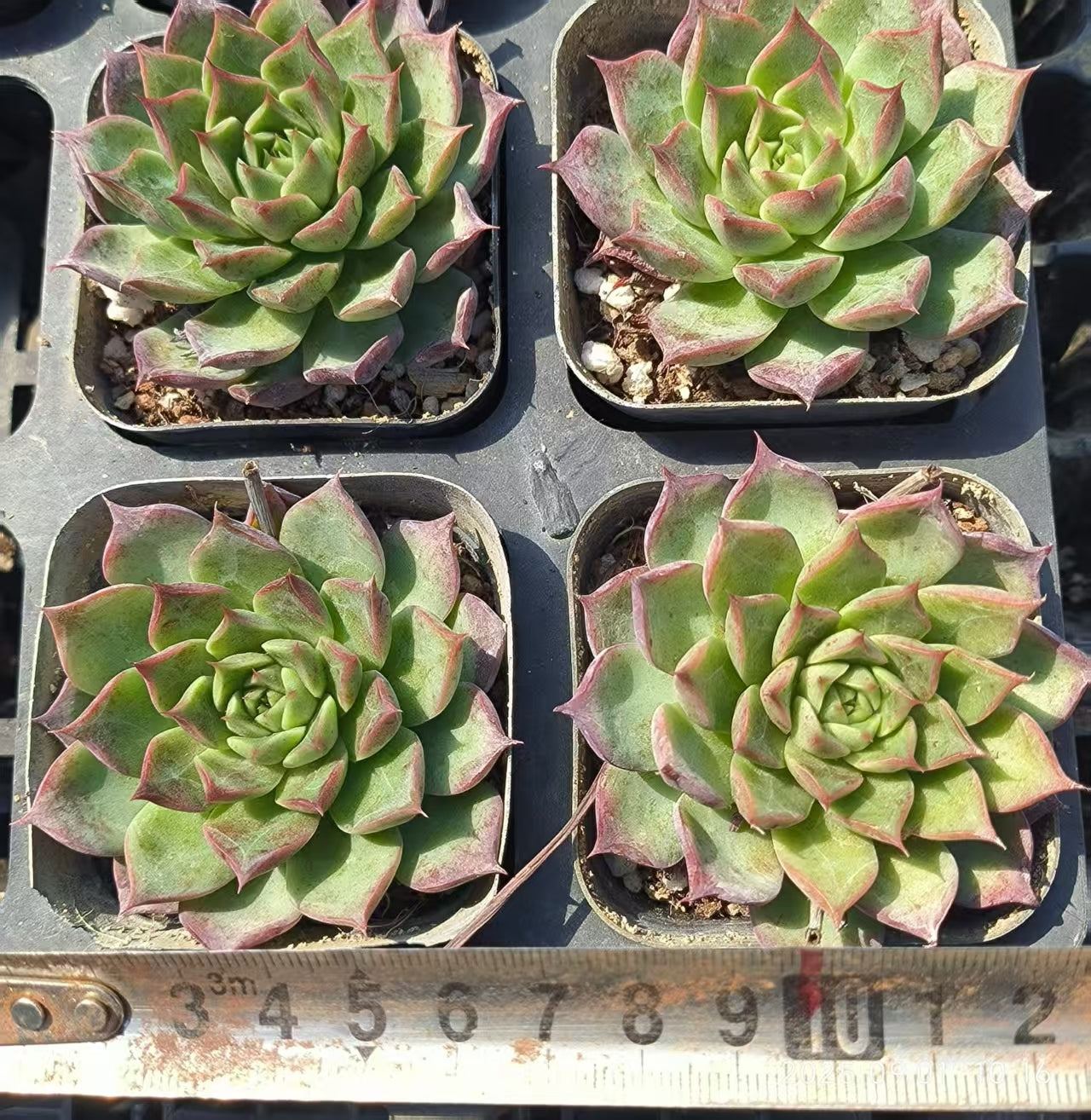 KD091 リトルコンチ(6.5cm pot)