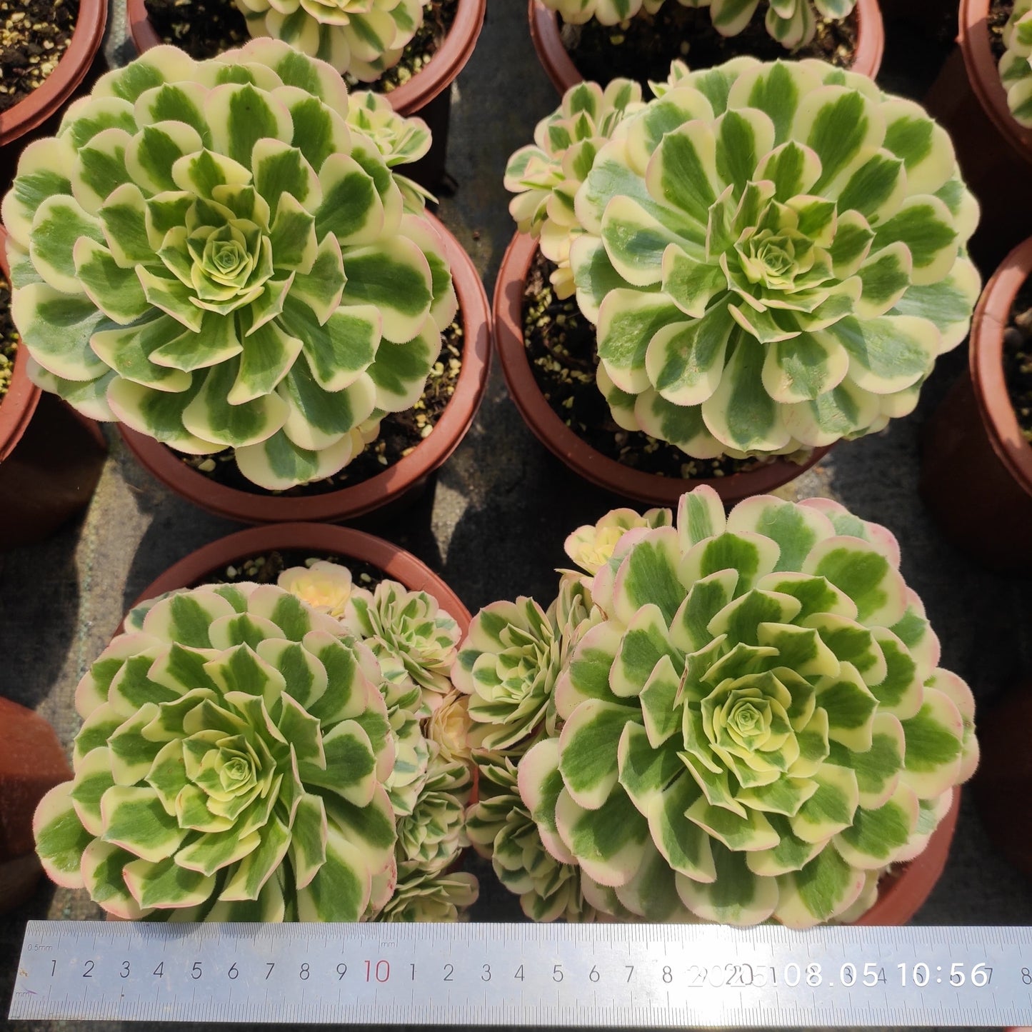 GDX023 アエオニウム マバハ(15cm pot)