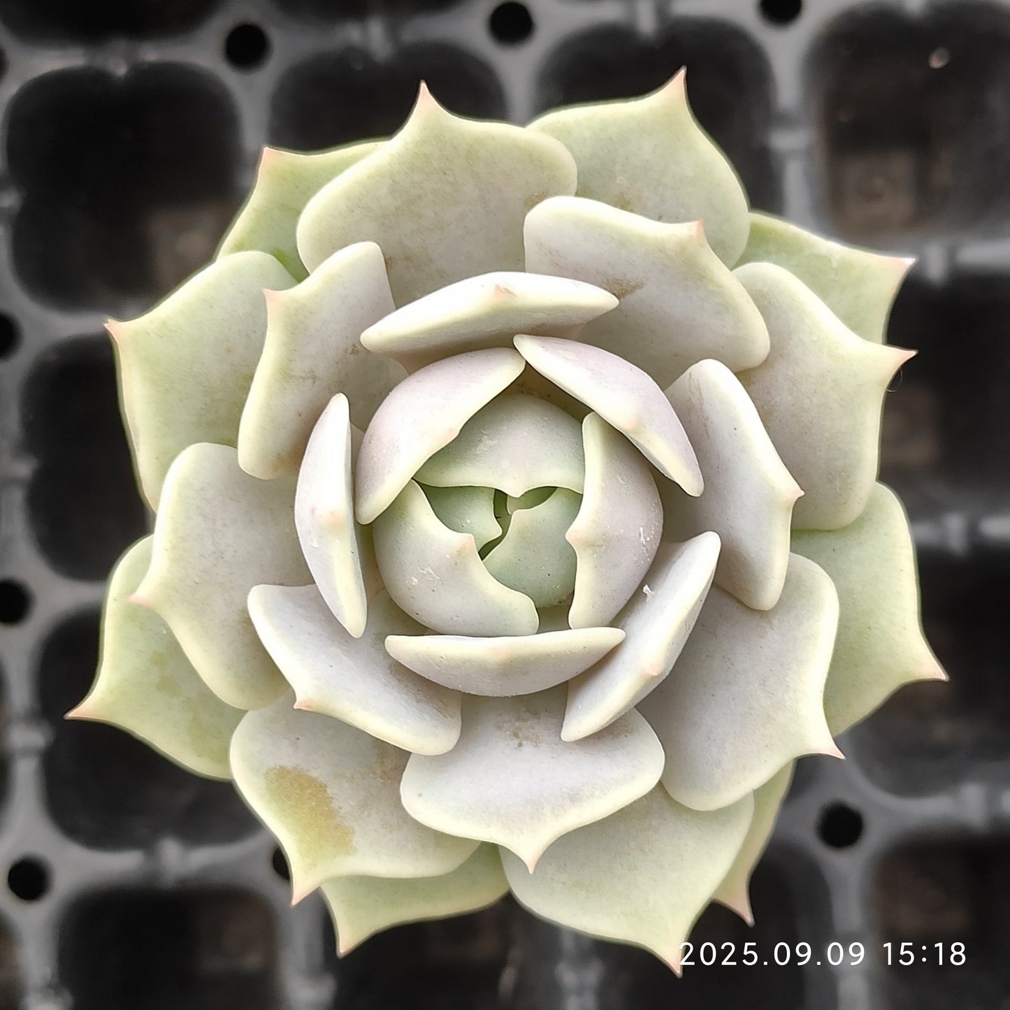 MMT417 ローラ(5.5cm pot)