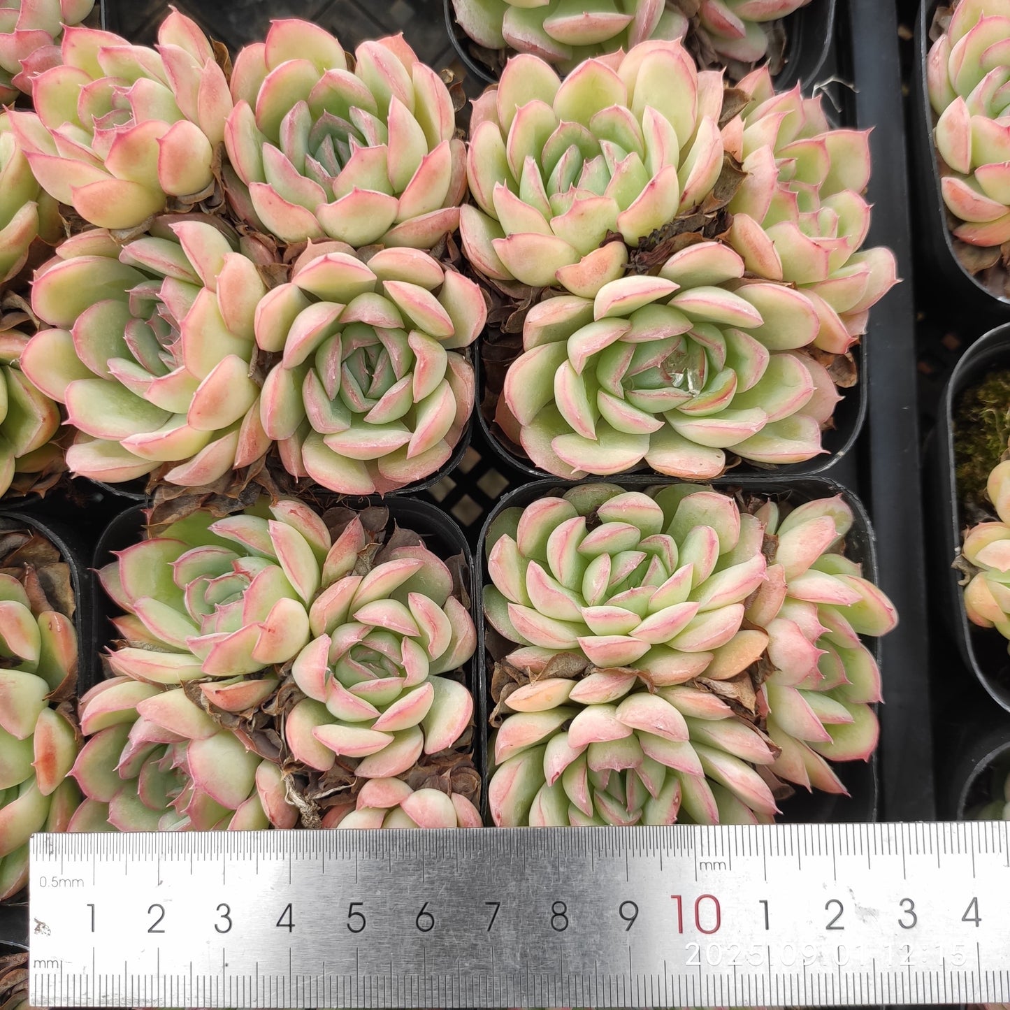 QN859 ストロベリーアイス(6.5cm pot)