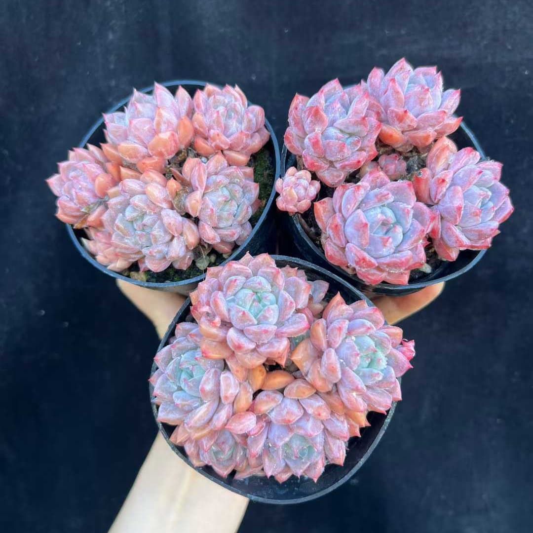 22540 ピンクアレックス(9cm pot)