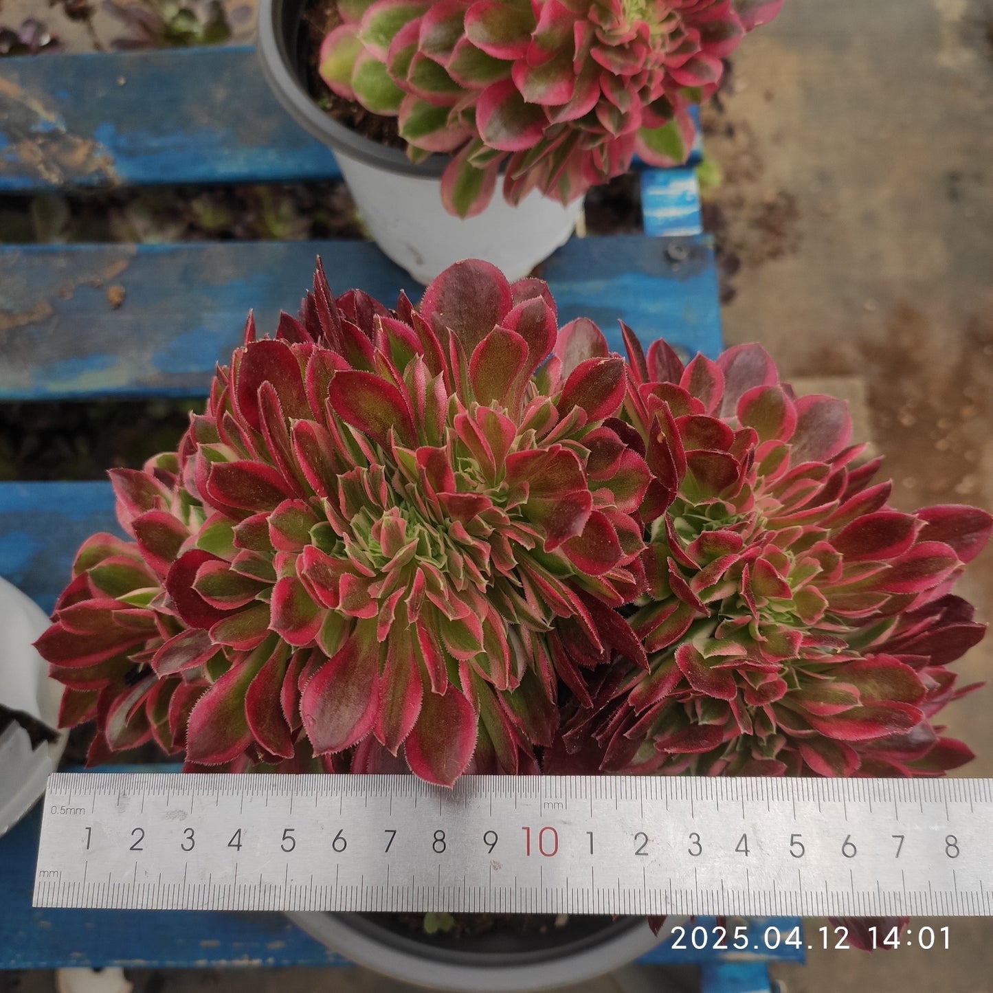 YF401 アエオニウム ウィッチ綴化 (16cm pot)